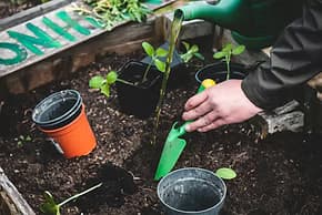 Intermediate Gardening: Grow Seasonal Veggies and Butterfly-Friendly Plantings photo 1