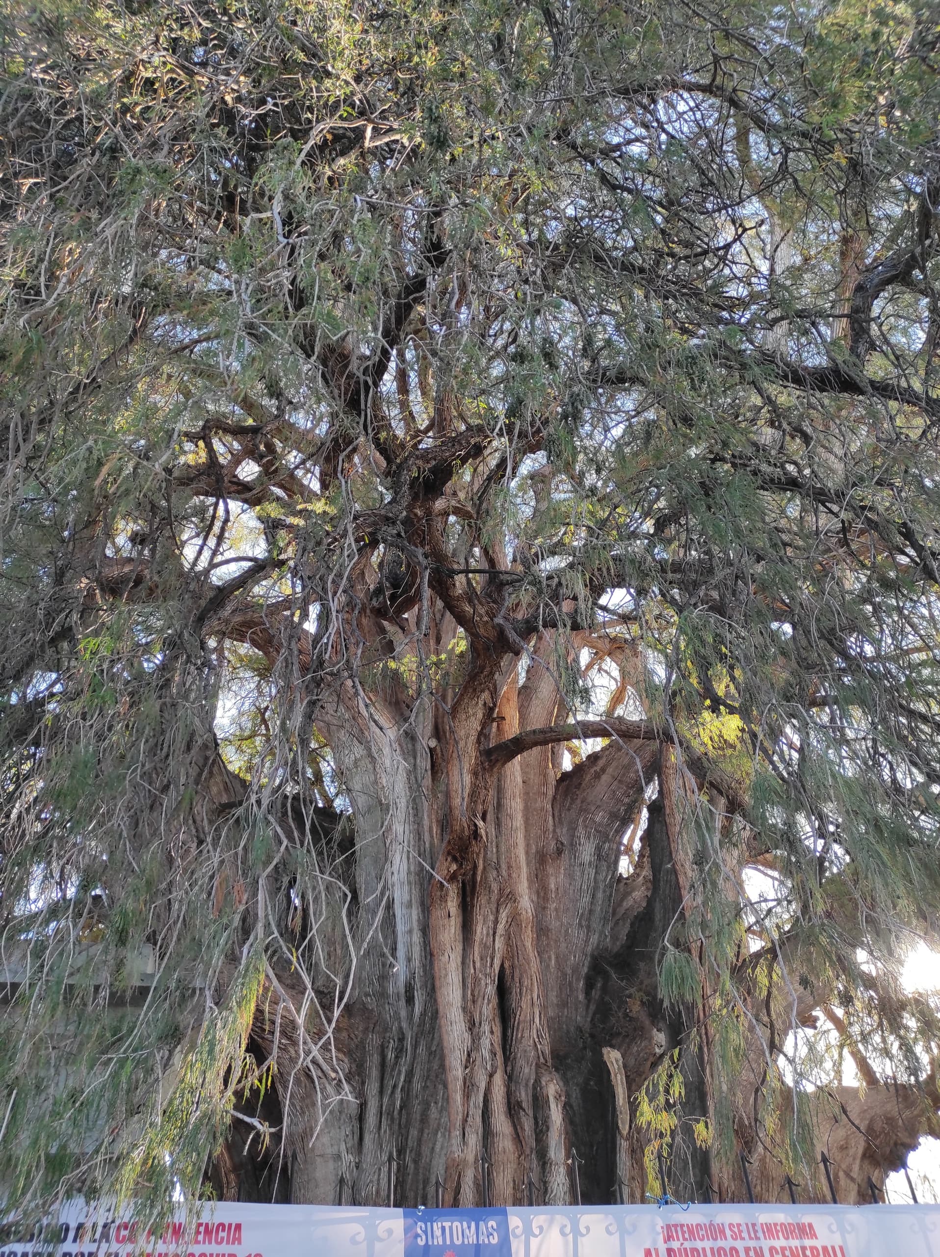 Oaxaca Culture & Nature with EcoExperiencias Tour Operators