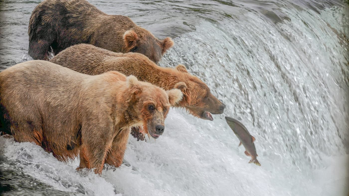 Epic Bear Viewing at Brooks Falls: A Floatplane Adventure from Homer, Alaska