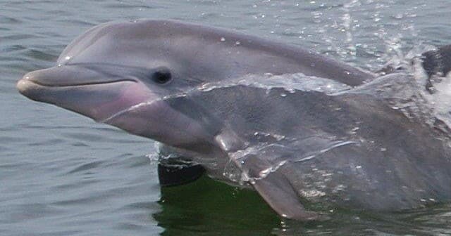 Close-up bottlenose dolphin surfacing in calm coastal seawater