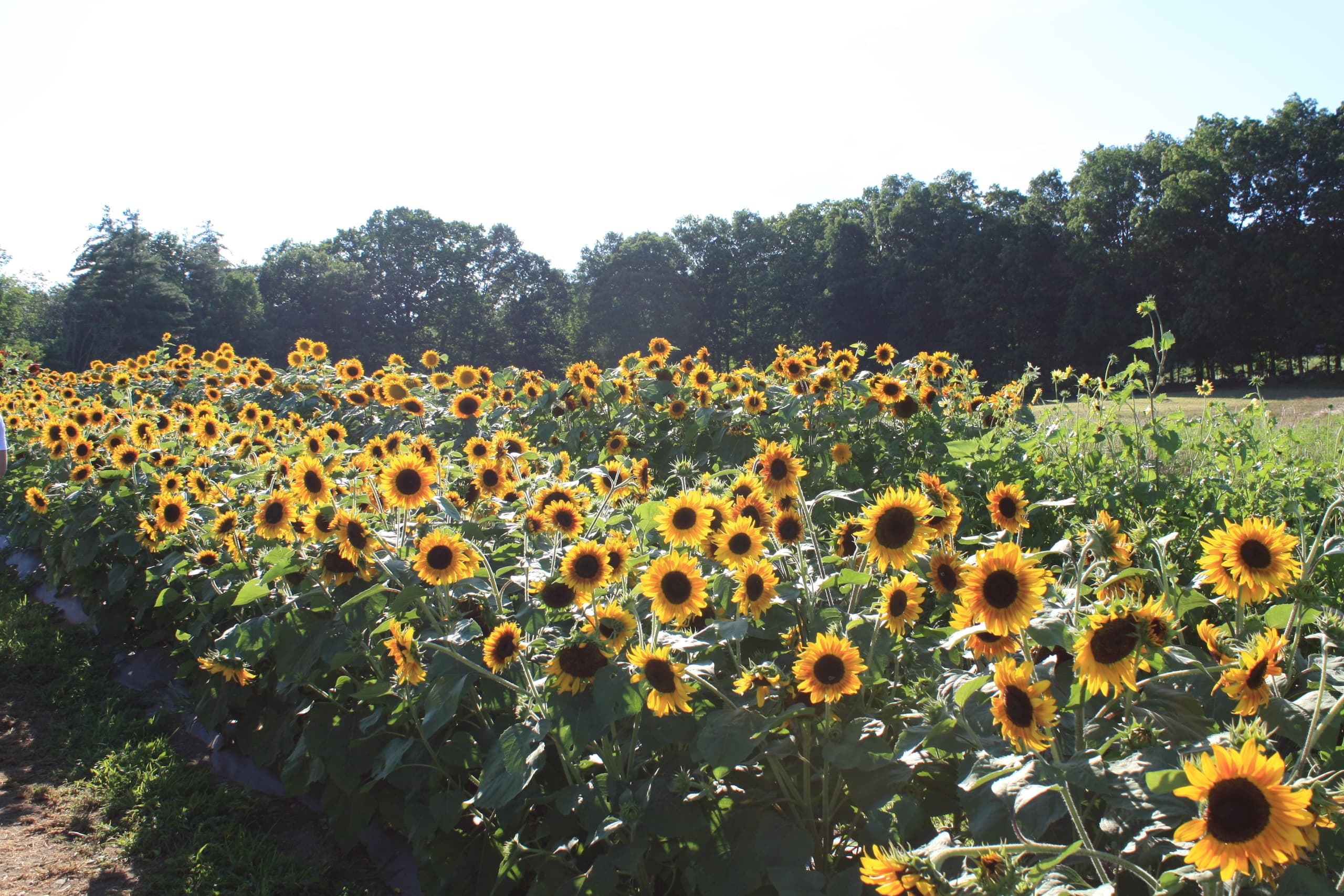 Accessible Sunflower Garden Day in Lee, NH