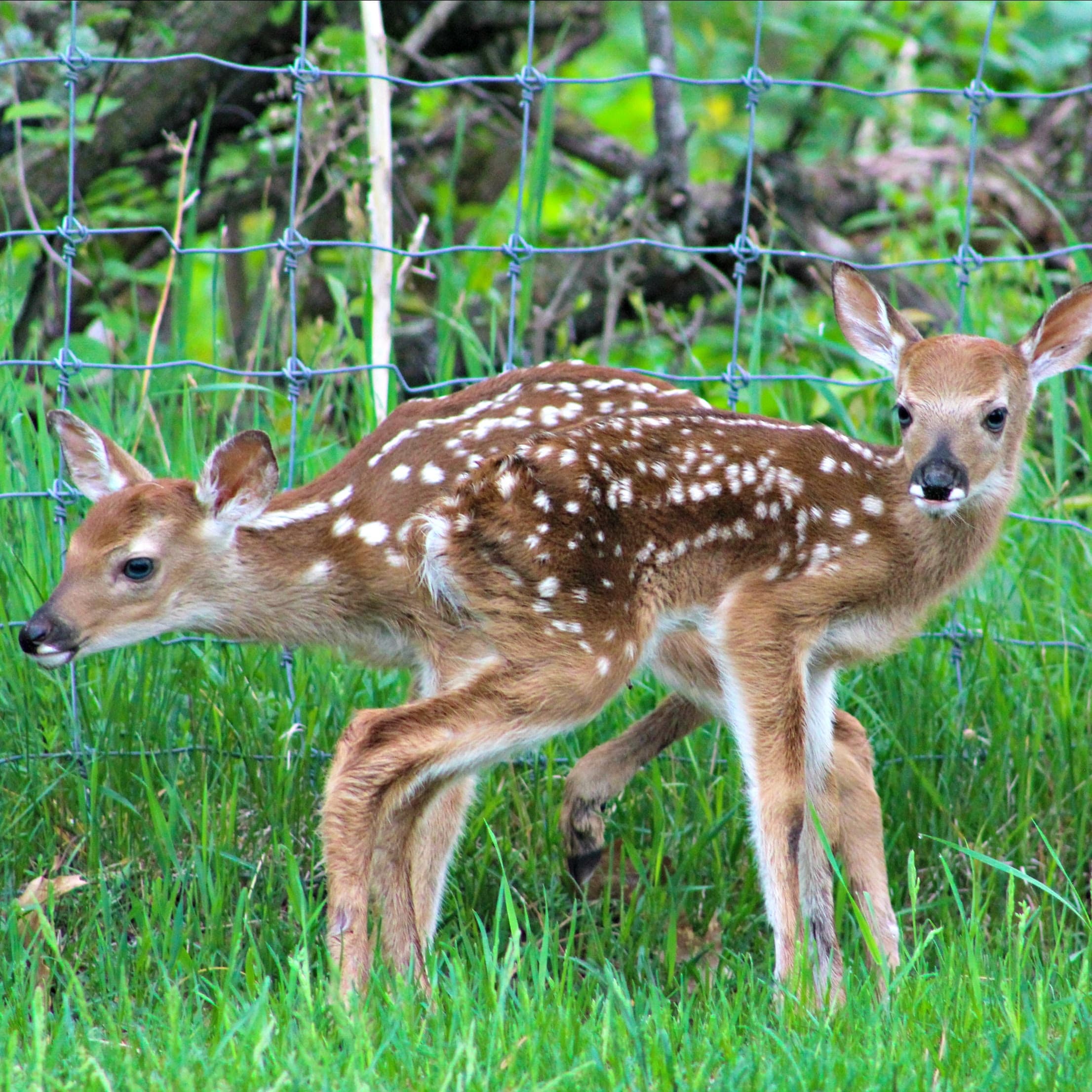 Explore Wilderness Walk Zoo & Western Town in Hayward, WI