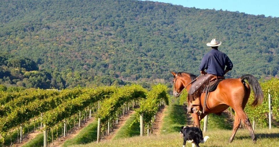 Explore Charlottesville’s Vineyards on a Private Horseback Ride and Wine Tasting Adventure