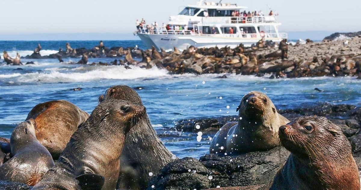 Up-Close With Australia’s Largest Fur Seal Colony: Phillip Island Seal Cruise from Cowes