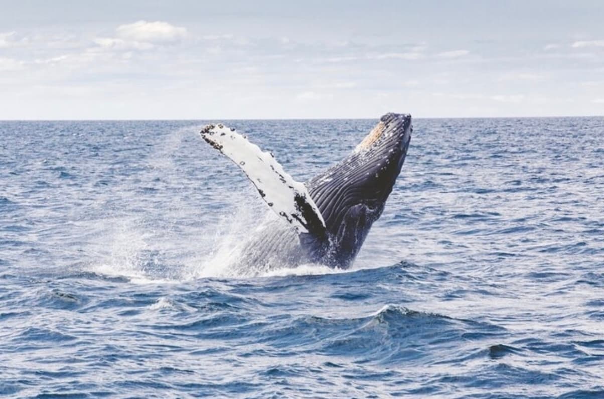 Whale Watch Sailing Tour in Honolulu, Hawaii