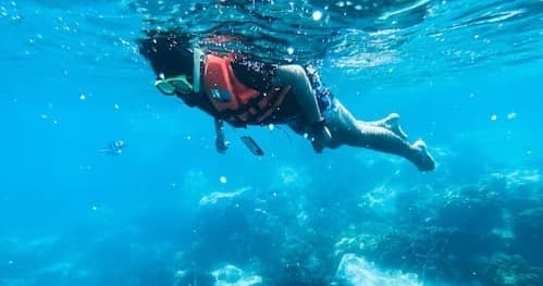 Snorkel Trip with Islamorada Turtle Tours in Florida