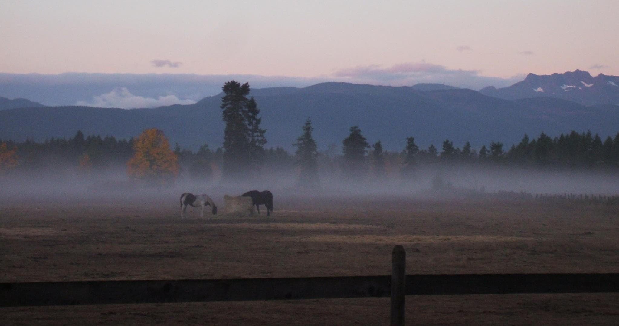 Horses grazing in misty dawn pasture with distant mountains