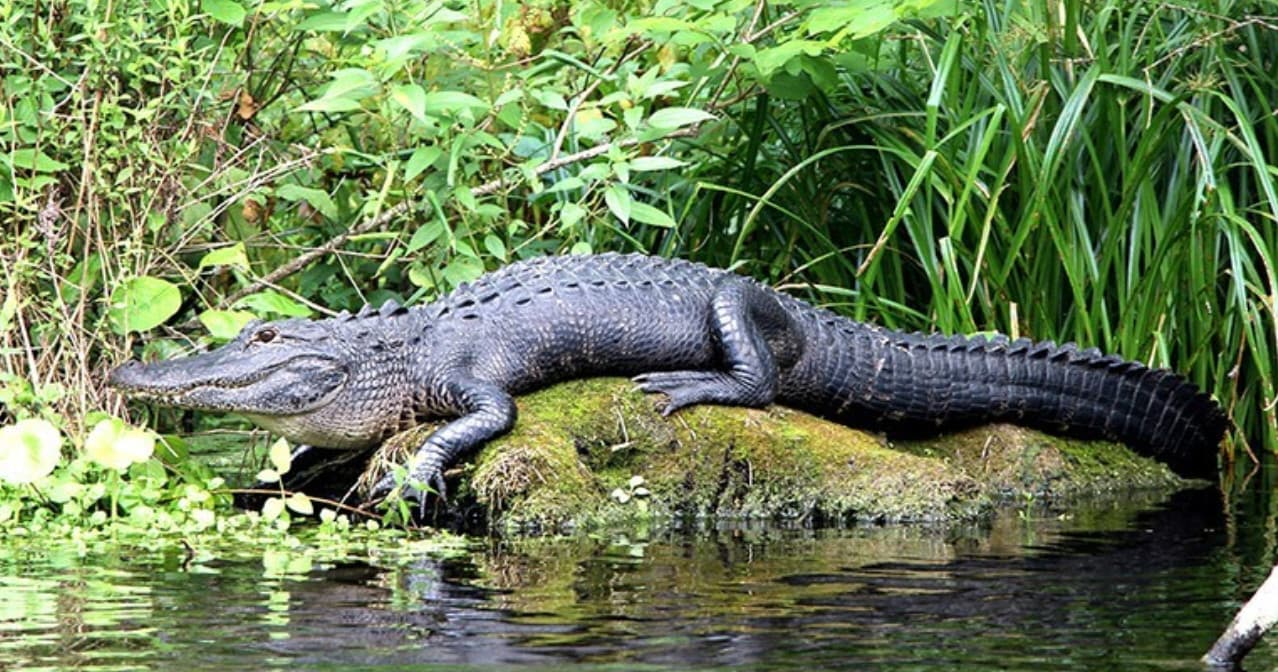American alligator basking on marsh bank during wildlife tour