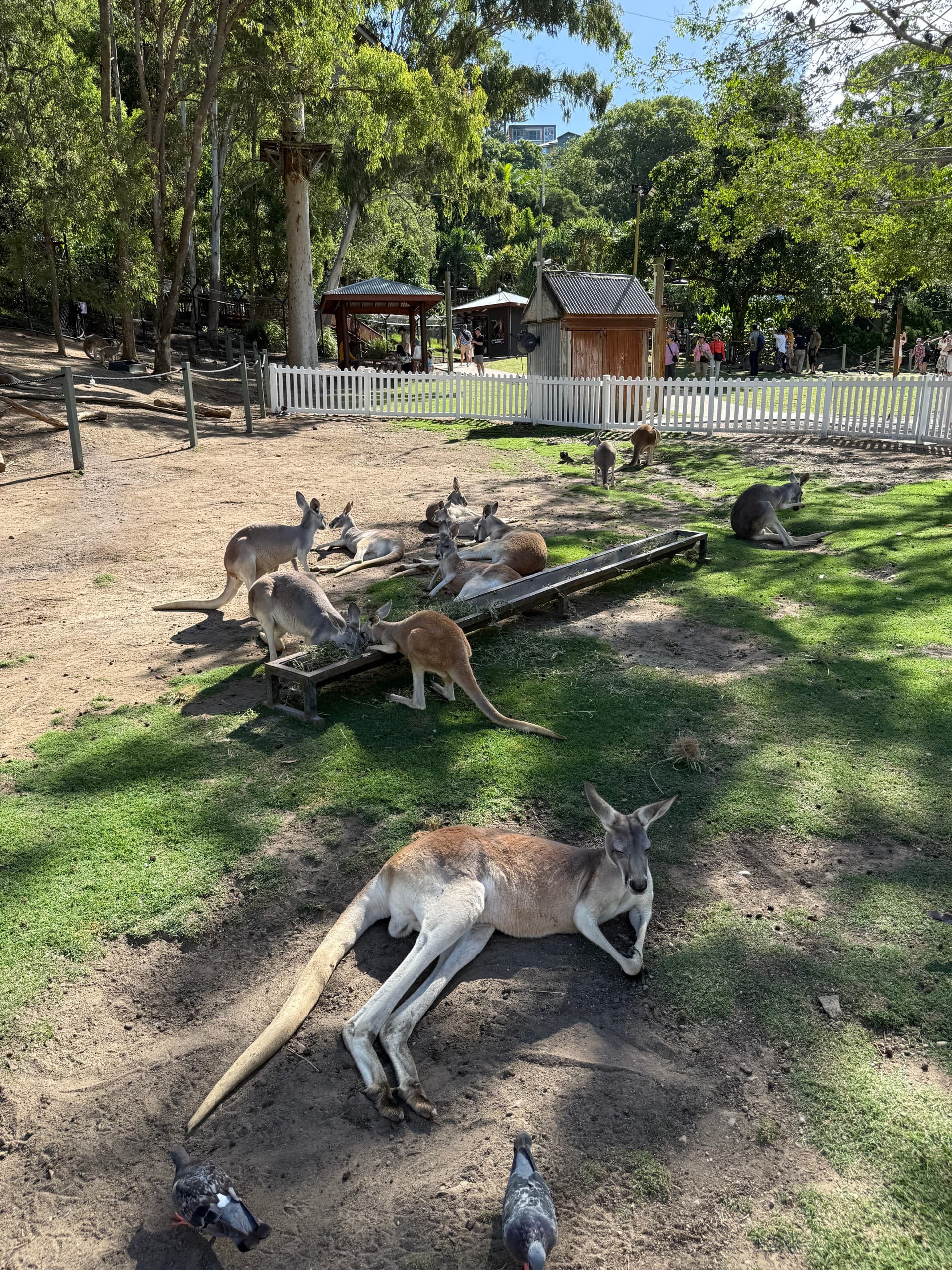 Gold Coast Day Tour: Surfers Paradise, Currumbin Beach & Wildlife Options photo 3