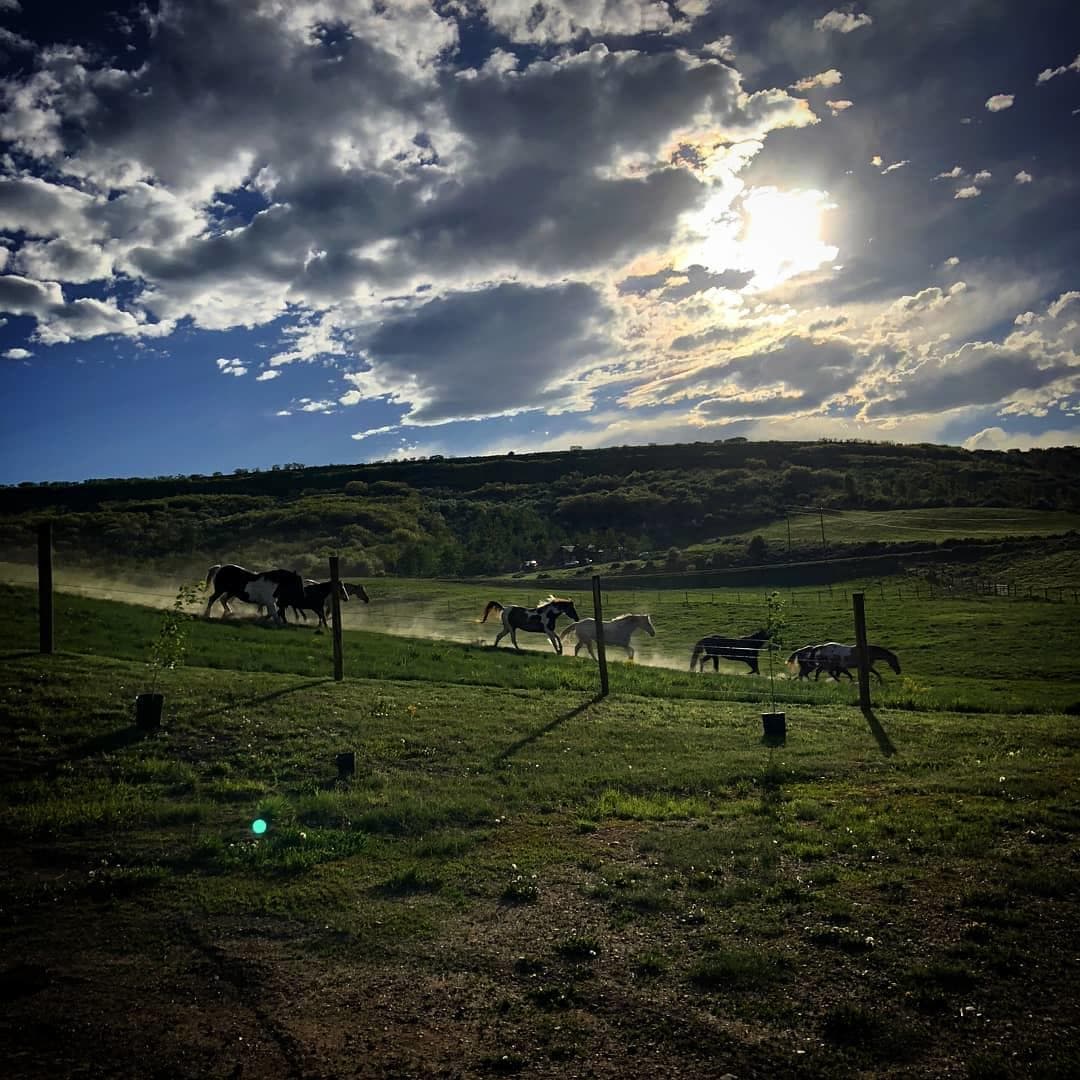 Horses grazing on open pasture under dramatic cloudy sky