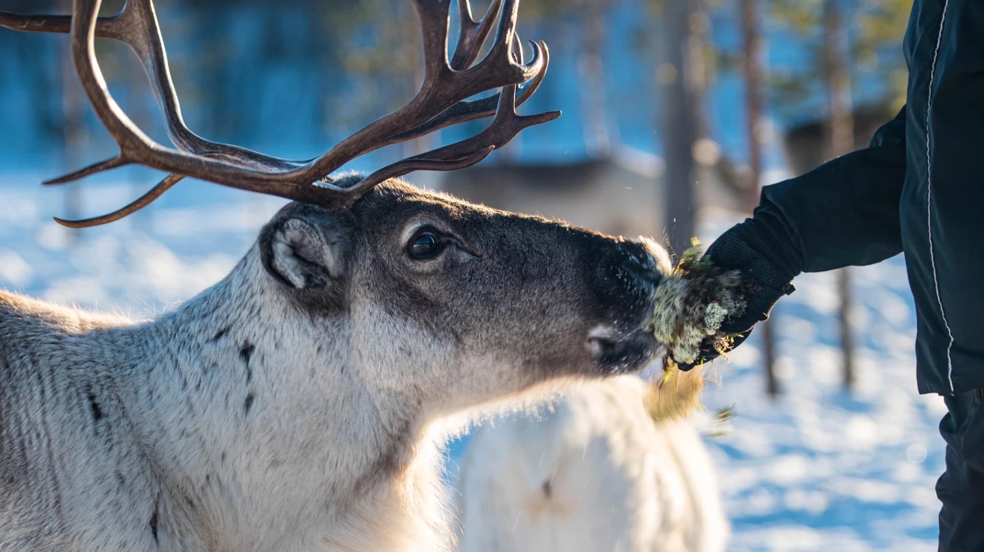 Wildlife & Nature: Reindeer Farm Visit in Finland