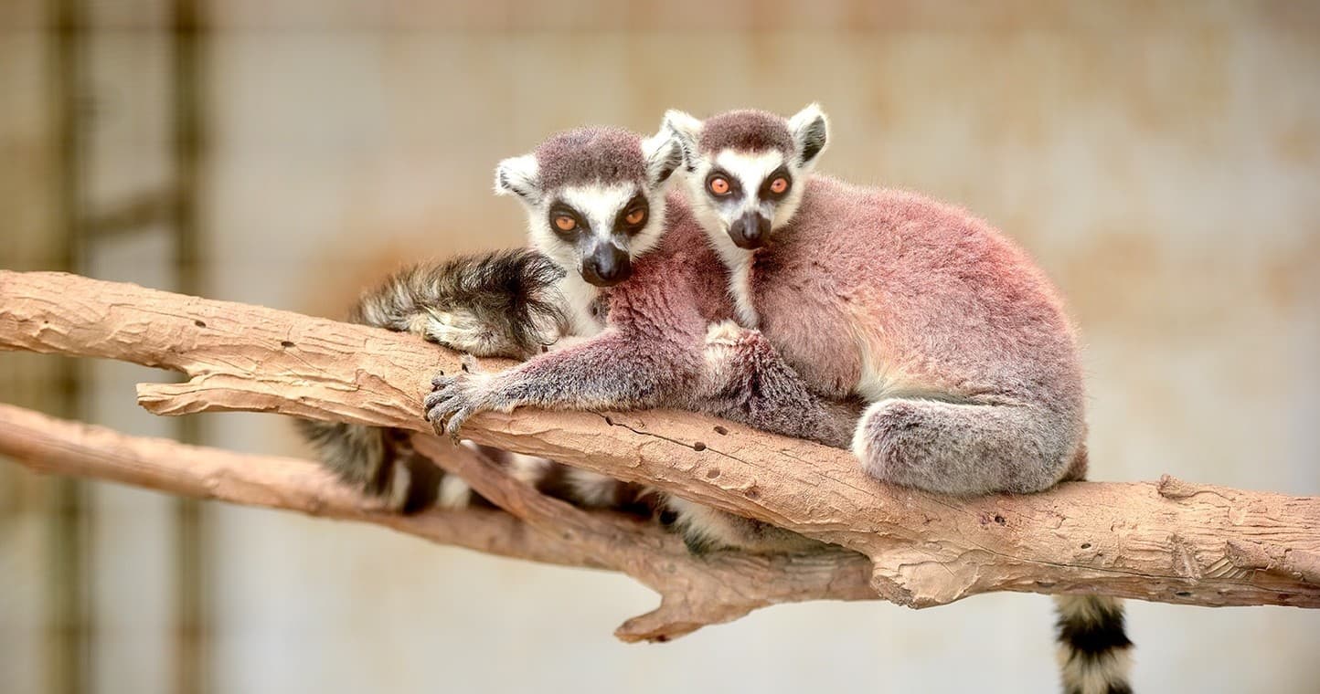 Up-Close Wildlife Encounters at IPPOKAMILOS Leisure Park Near Patras