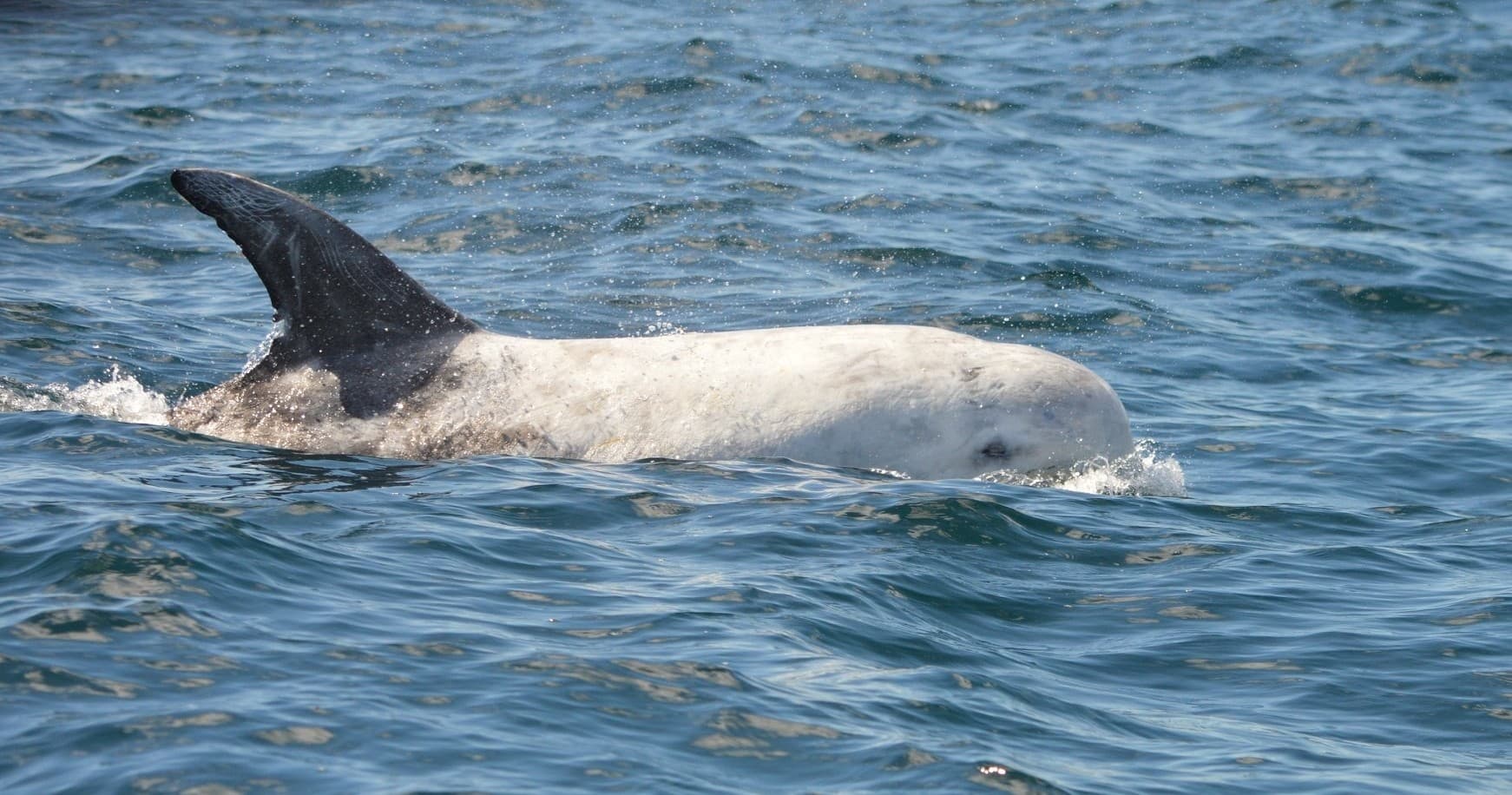 Explore Coastal Wonders: 7 Hour Wildlife Cruise From Falmouth to Lizard Point