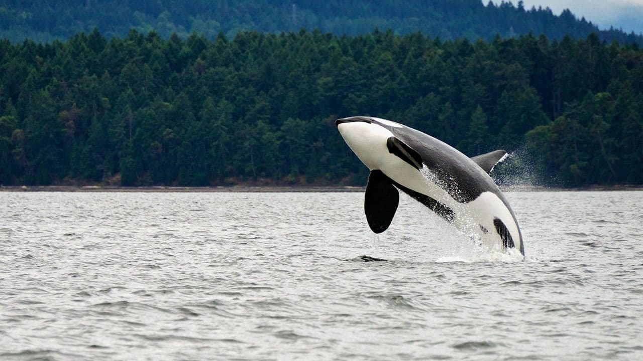 Orca breaching dramatically out of ocean near shoreline