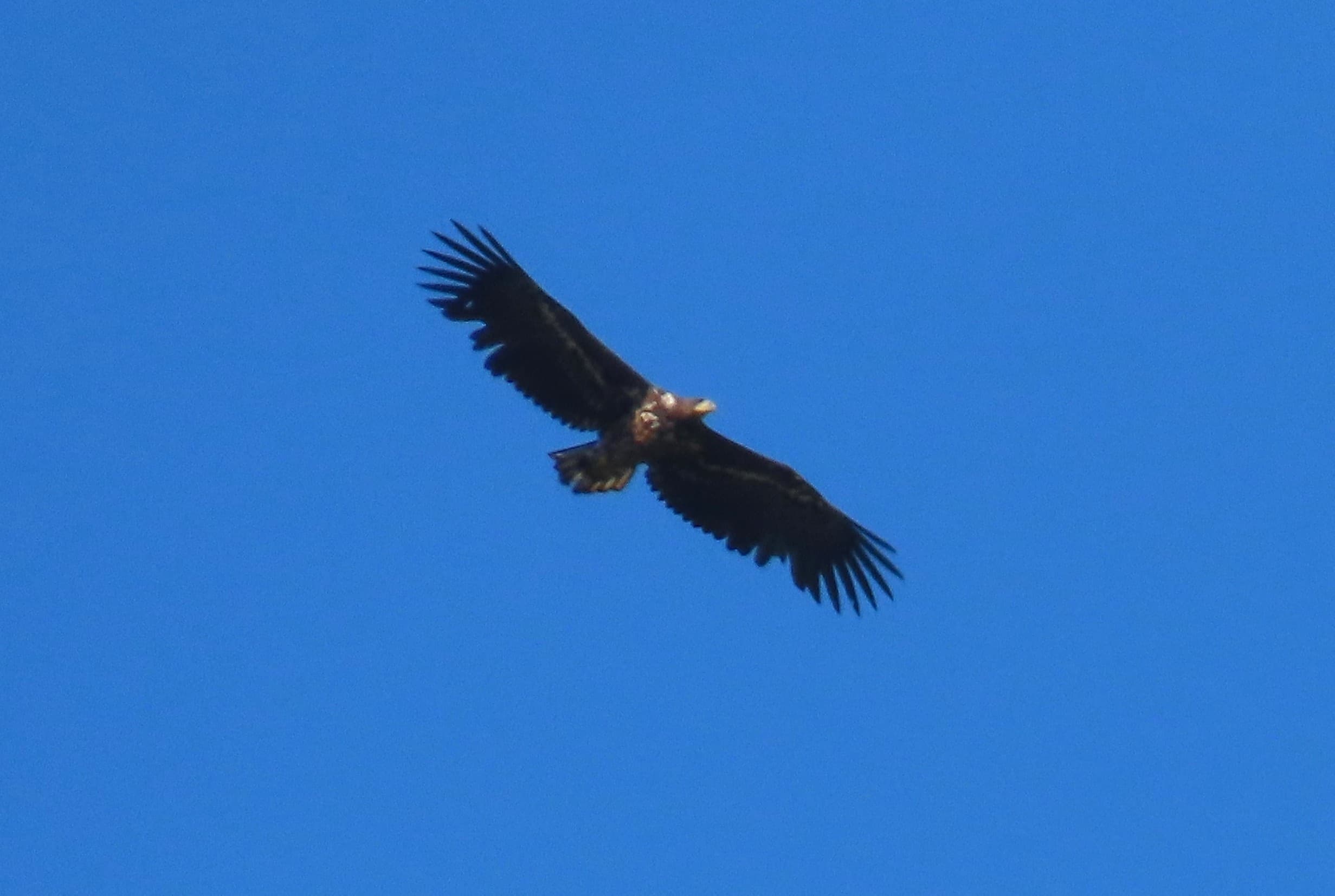 Birds and Breakfast on the Bay: Jurassic Coast Birdwatching Cruise from Weymouth