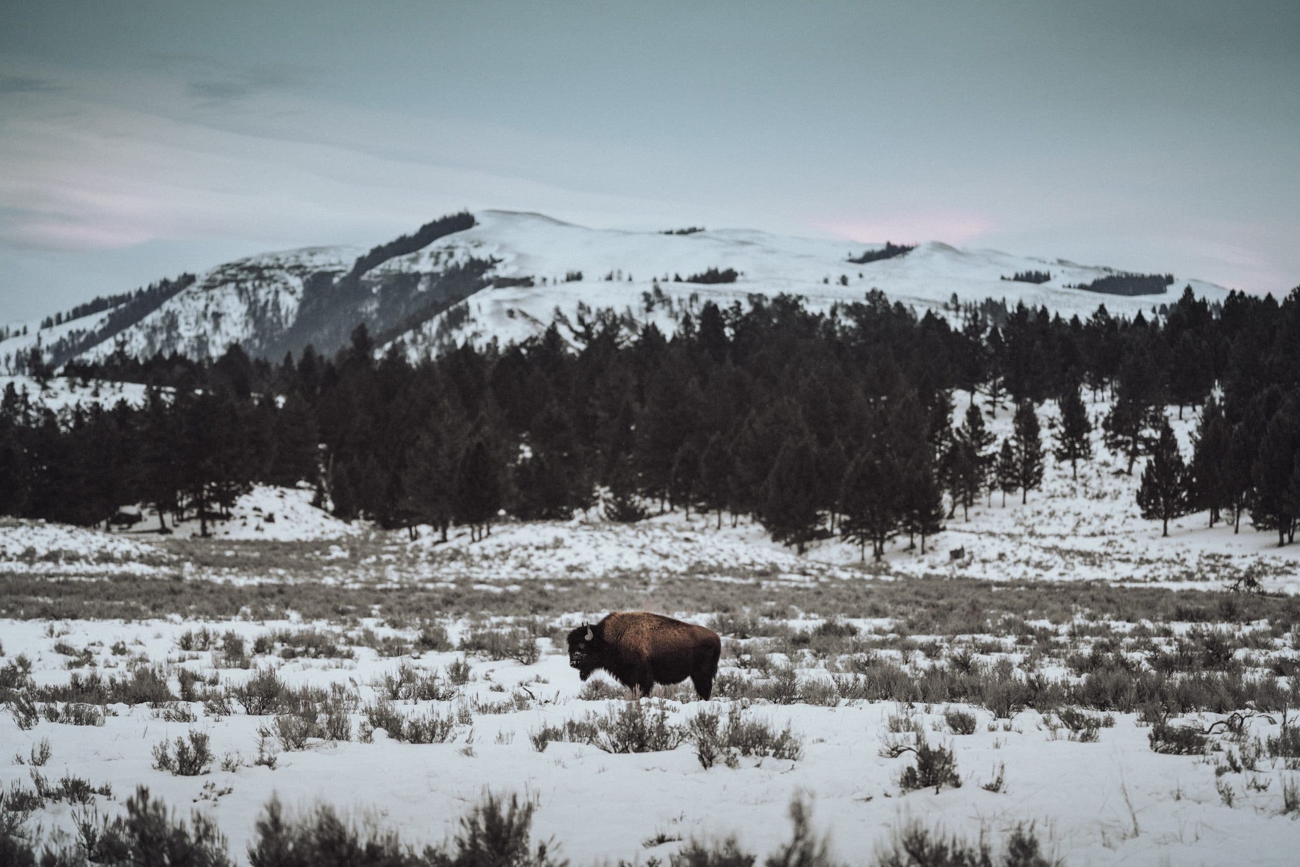 Yellowstone Winter Adventure with Good Trip Adventures - Belgrade, MT photo 1