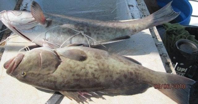 Deep-Sea Fishing with Jubilee Fishing in Panama City Beach