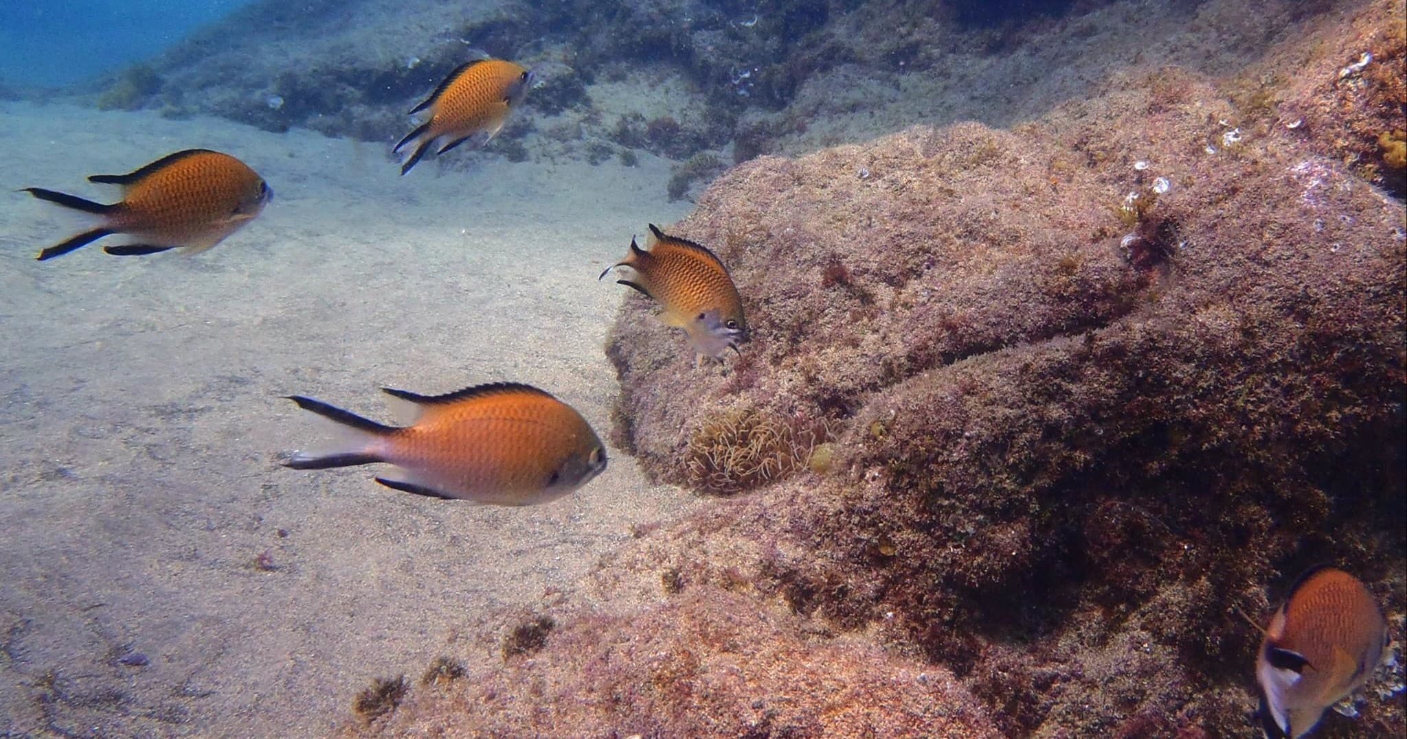 Water Activities with The Dive Shop Lanzarote: Underwater Adventure