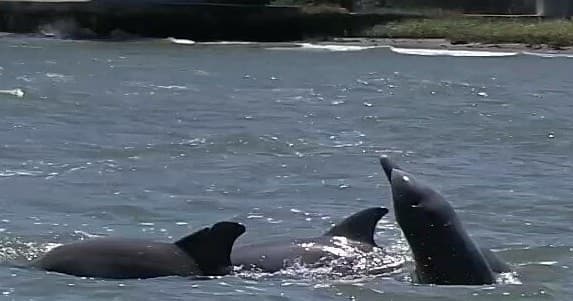 Pod of dolphins surfacing in shallow St Augustine inlet