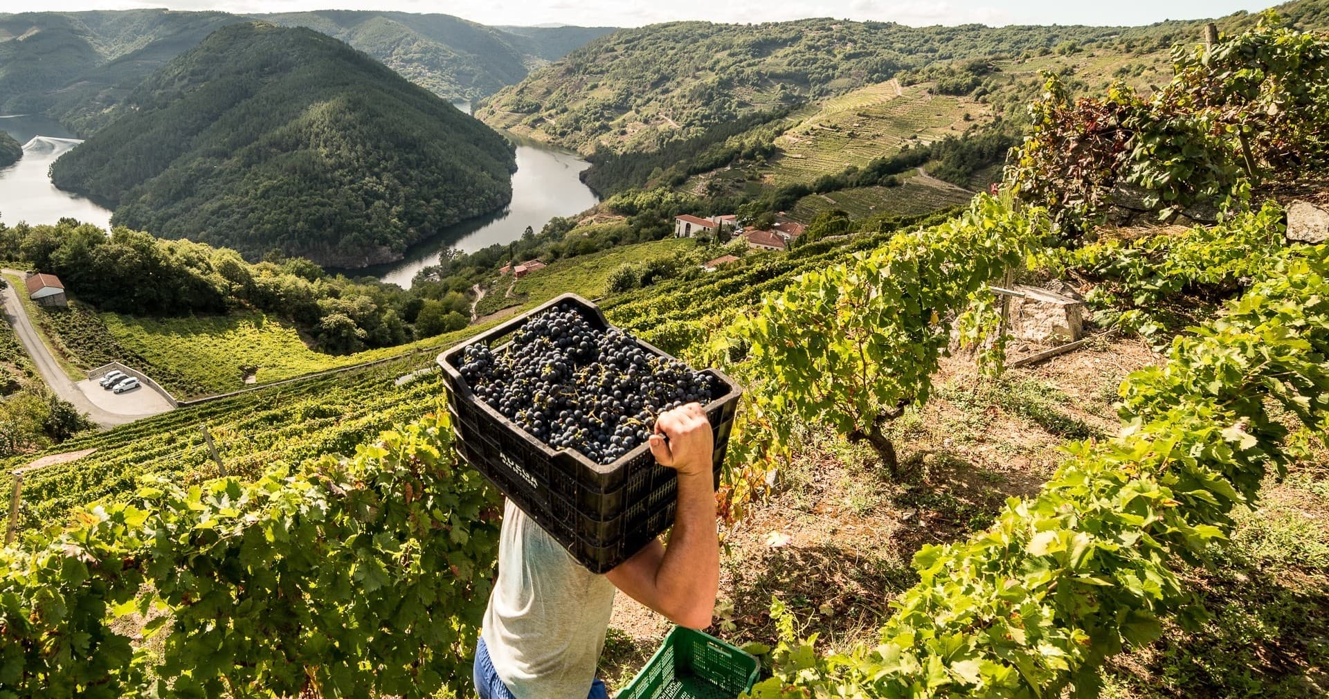 Adegas Moure - Abadía da Cova team