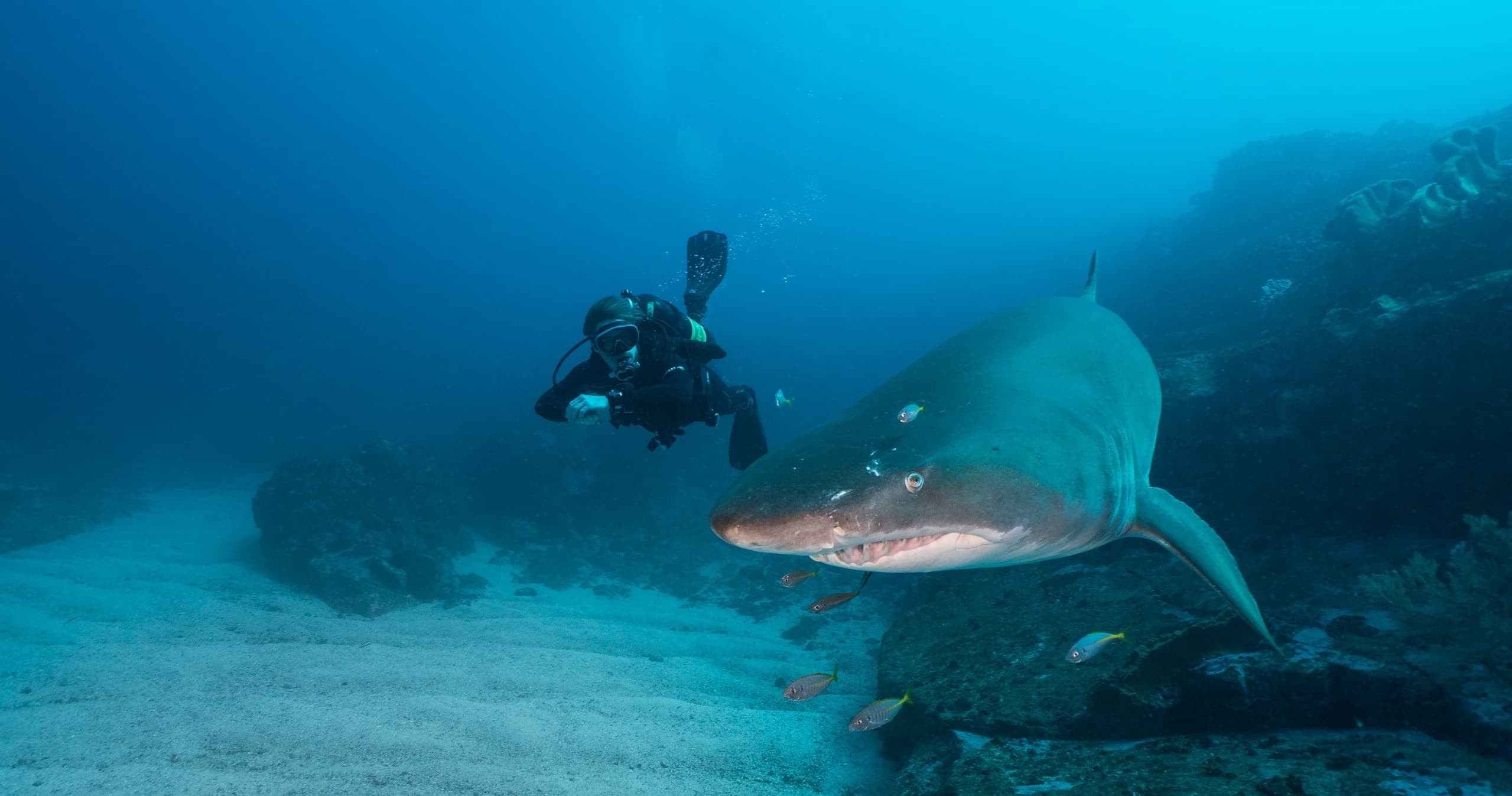 Dive Deep into Adventure: PADI Shark Awareness Course at Solitary Islands Marine Park