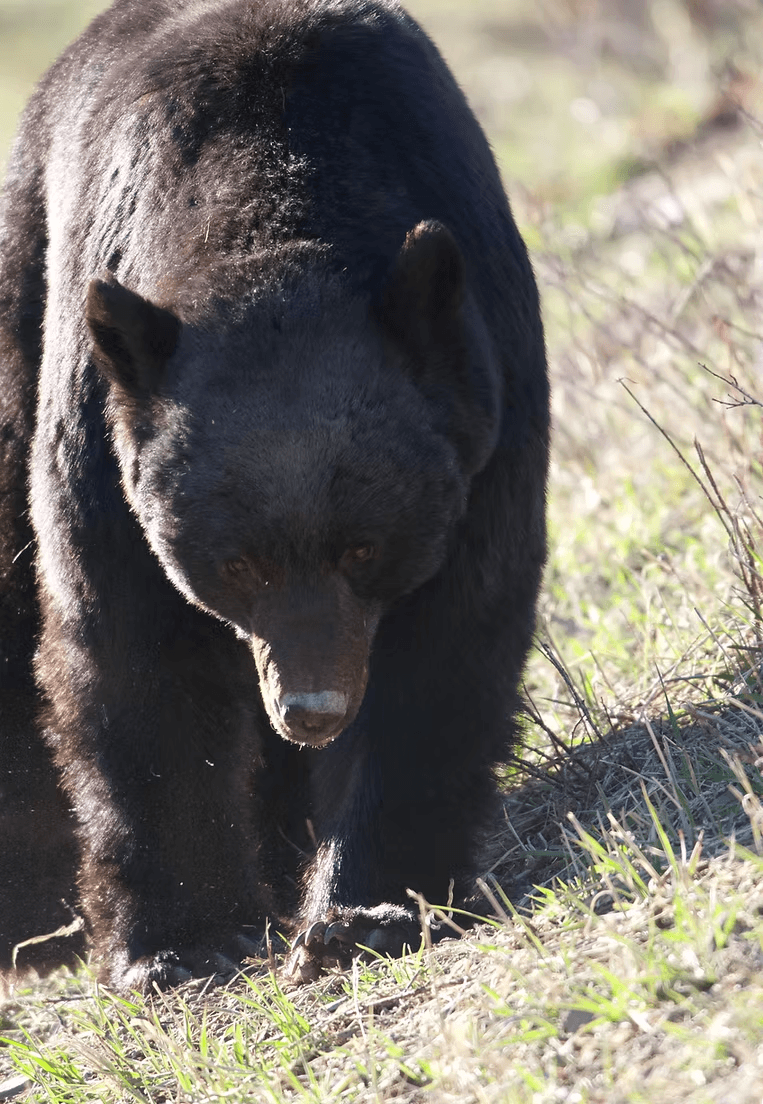 Black bear foraging along sunlit grassy slope in forest