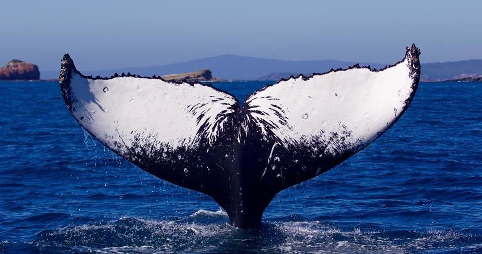 Humpback whale tail fluke rising above blue ocean surface