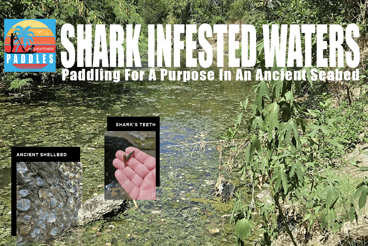 Water Activities at Adventure Paddles: Uncover Ancient Shark Teeth in Serene Creek