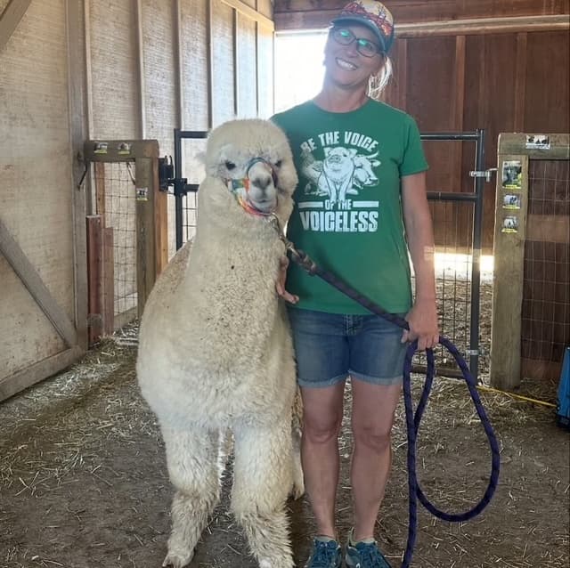 Staff leading white alpaca inside Harmony Farm Sanctuary barn enclosure