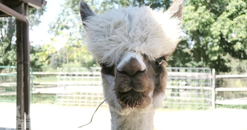Mobile Alpacas, Goats & Lambs for Events — Pure Passions Farm (Kent, OH)