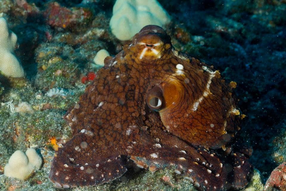 Diving Certification with Snorkel and Dive Hawaii in Honolulu