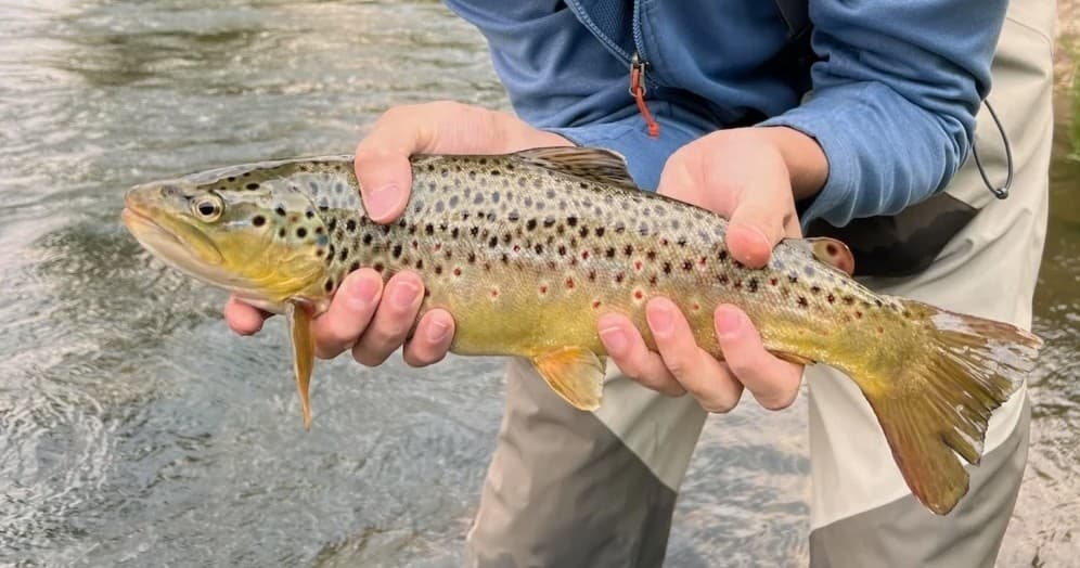 Hands presenting brown trout over clear Utah river, fly fishing