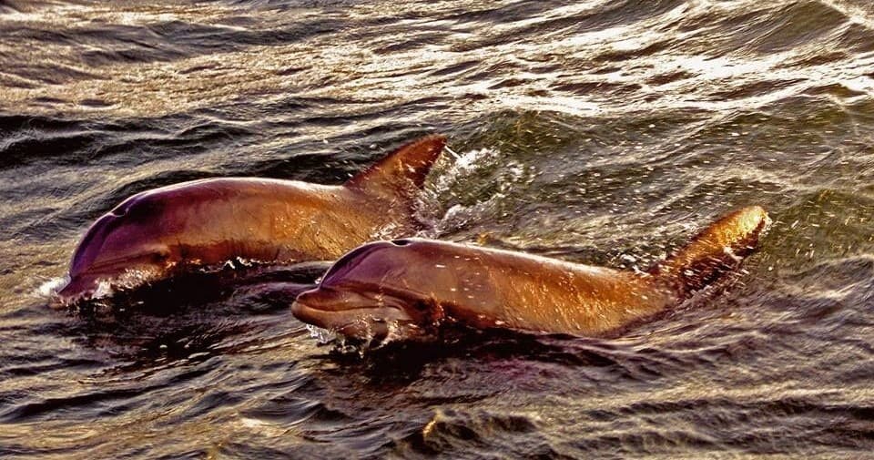 Sunset Dolphin Cruise | Boat Tour in Hilton Head Island, South Carolina photo 1