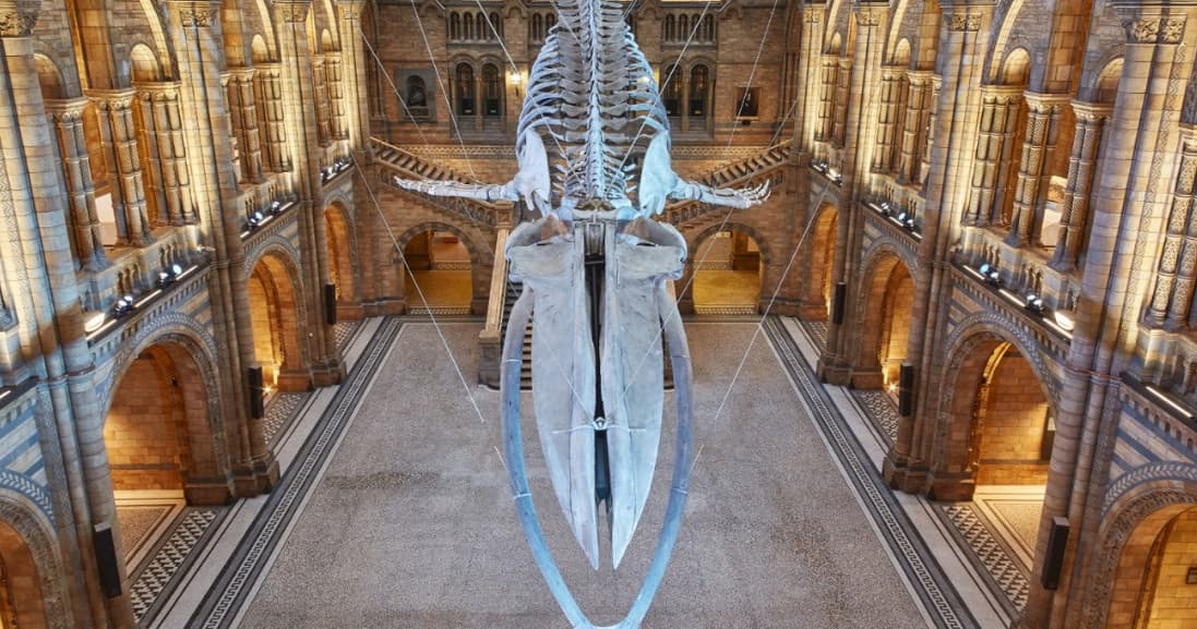 Natural History Museum Tour with Babylon Tours London