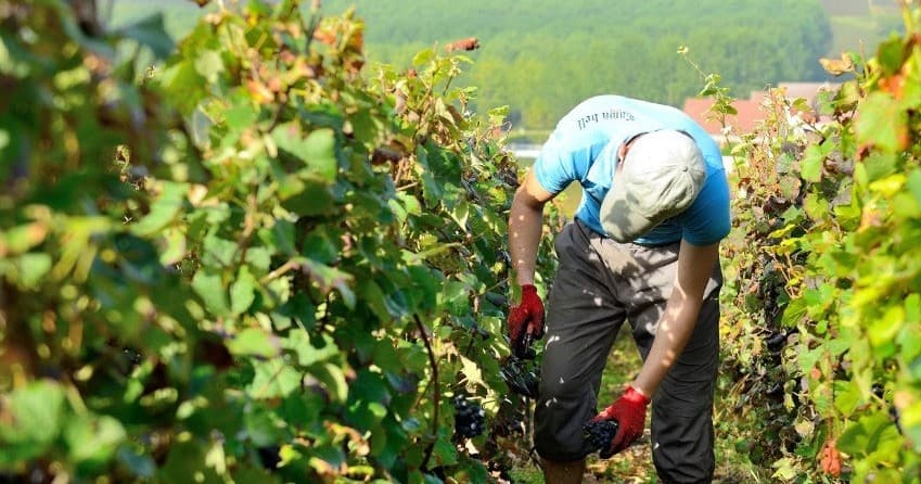 Champagne Farm Experience | Food Tour in Cormoyeux | Attraction, Farm, Private, Wine