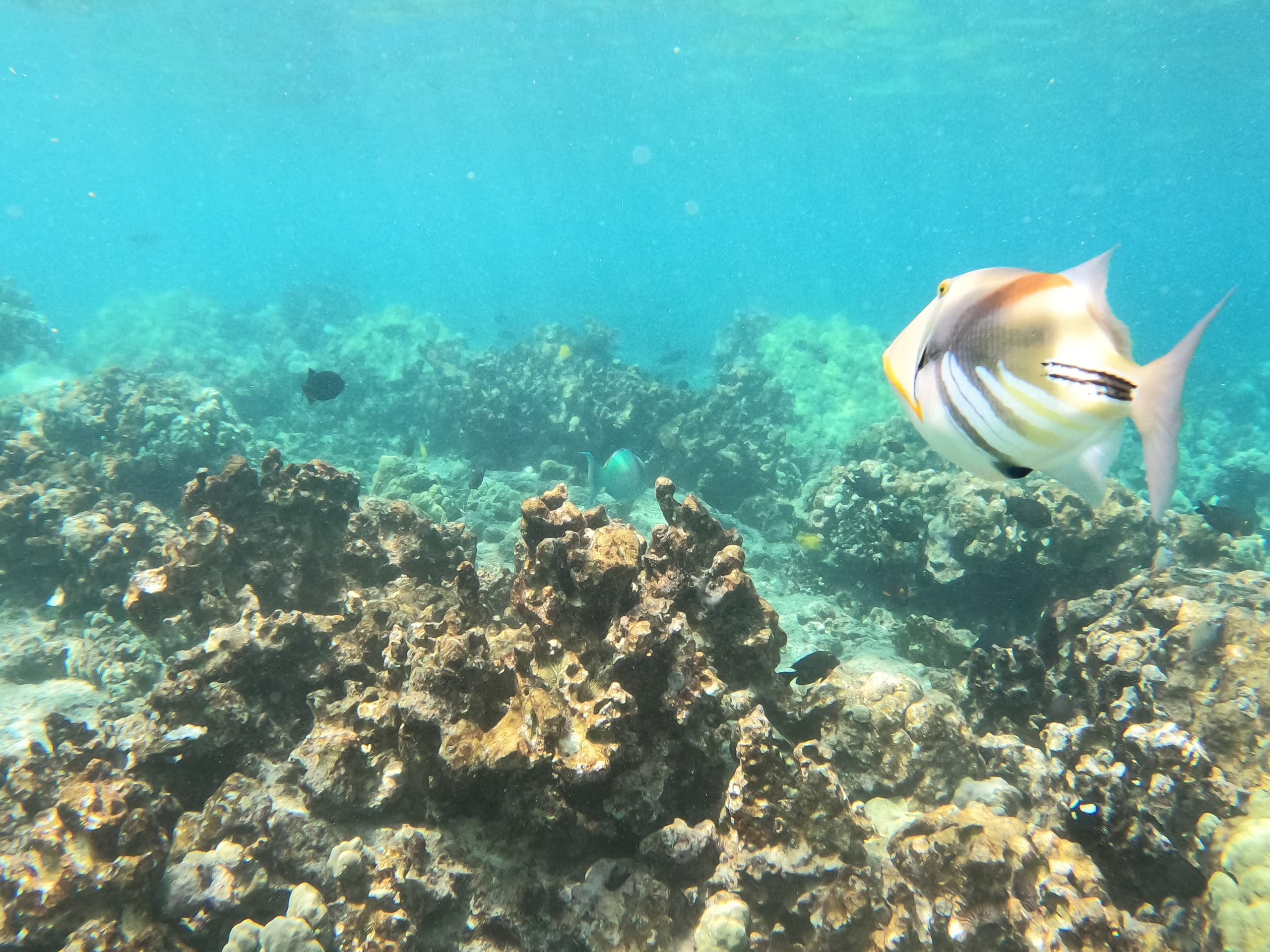 Snorkel Big Island fleet