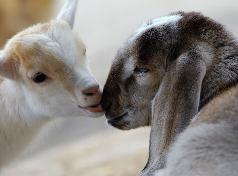 Hands-On Farm Adventure at Jigsaw Farm: A Unique Day with Animals in Northern Ireland