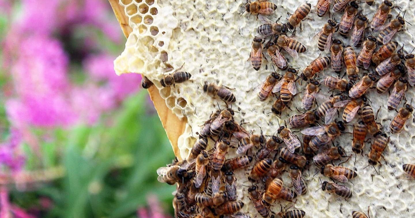 Bees on honeycomb during outdoor beekeeping in garden