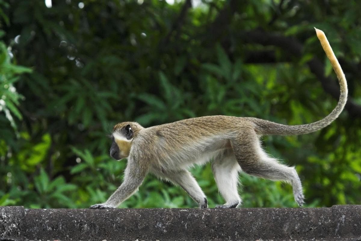 Green Monkeys and Quiet Trails