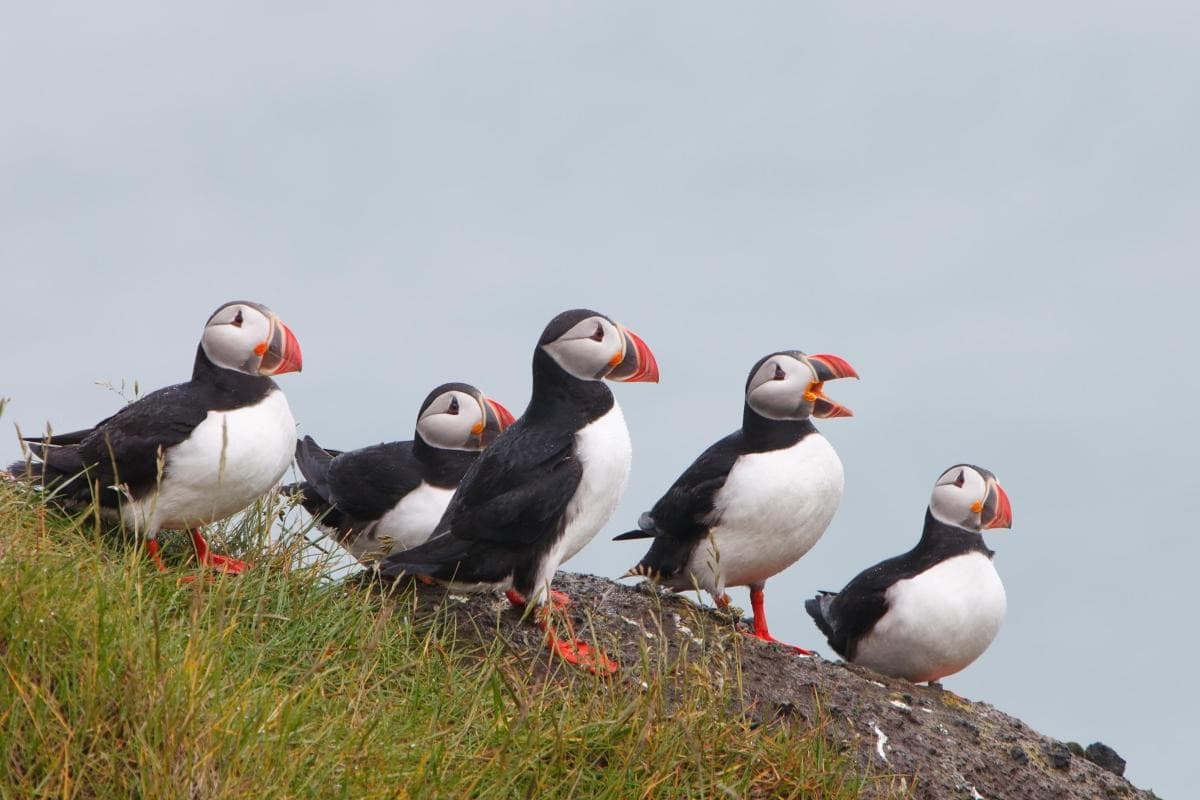 Puffin Paradise