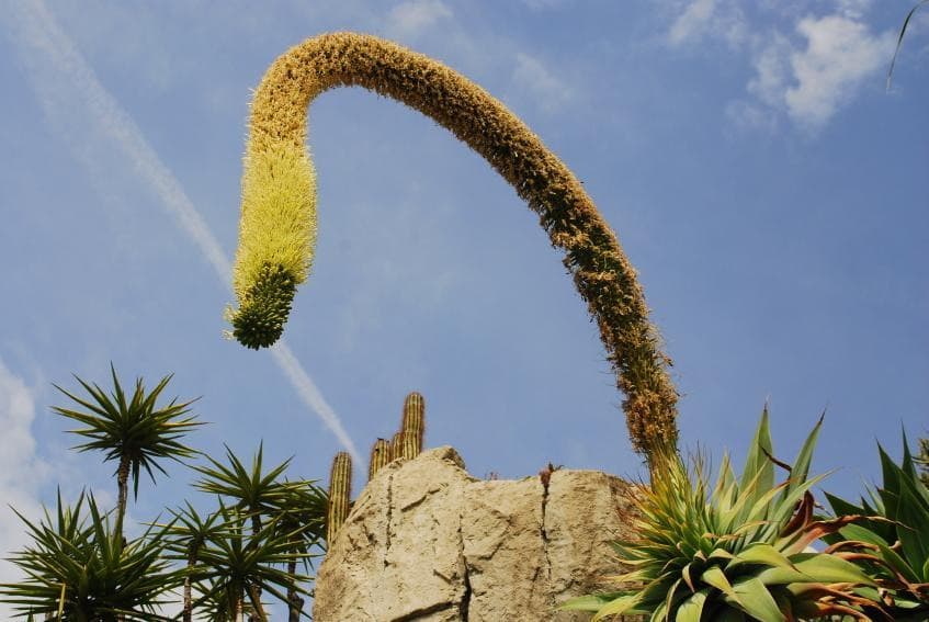 Cliffside Eden