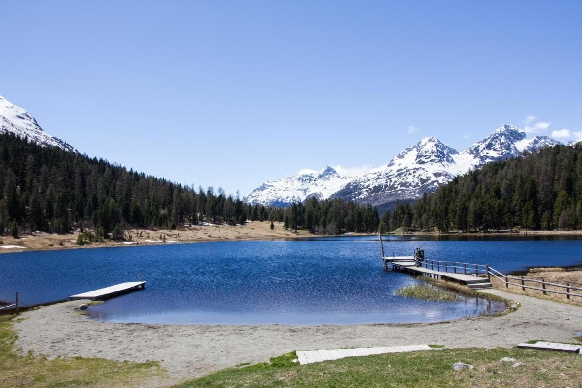 Beneath the Pines at Lake Staz