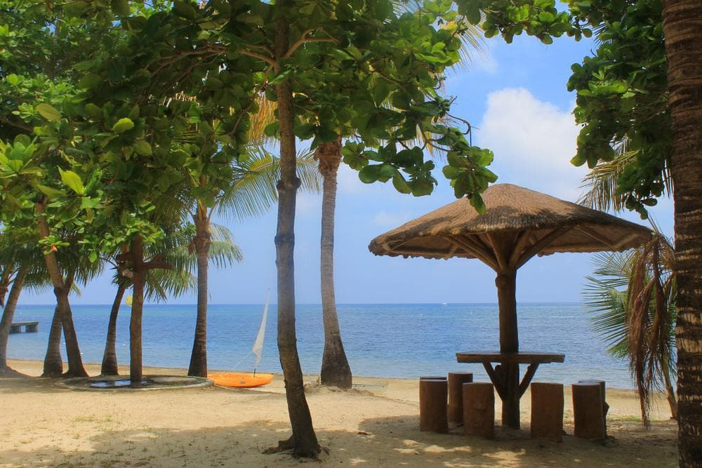 Jungle, Monkeys and Reef