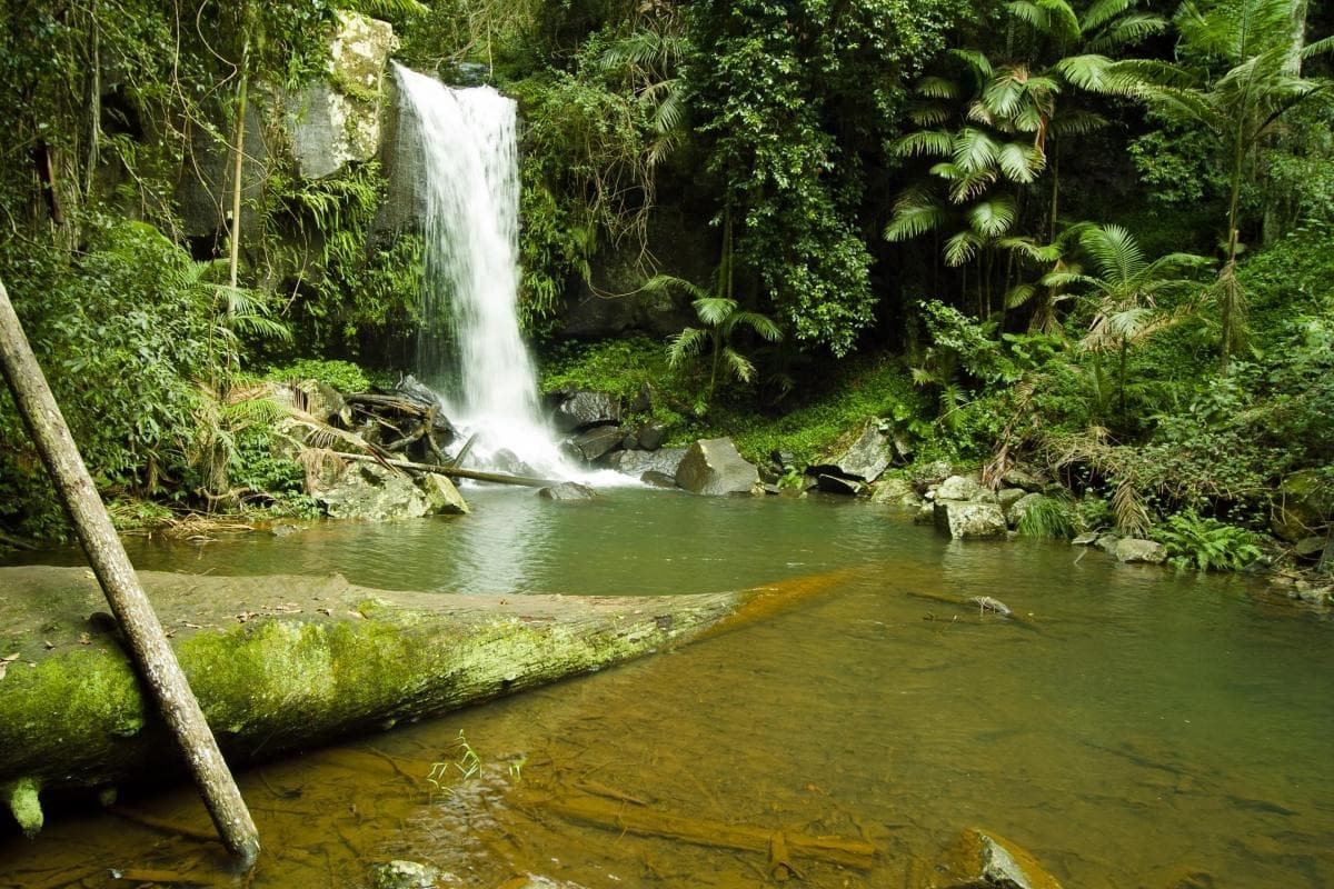 Under the Canopy of Tamborine
