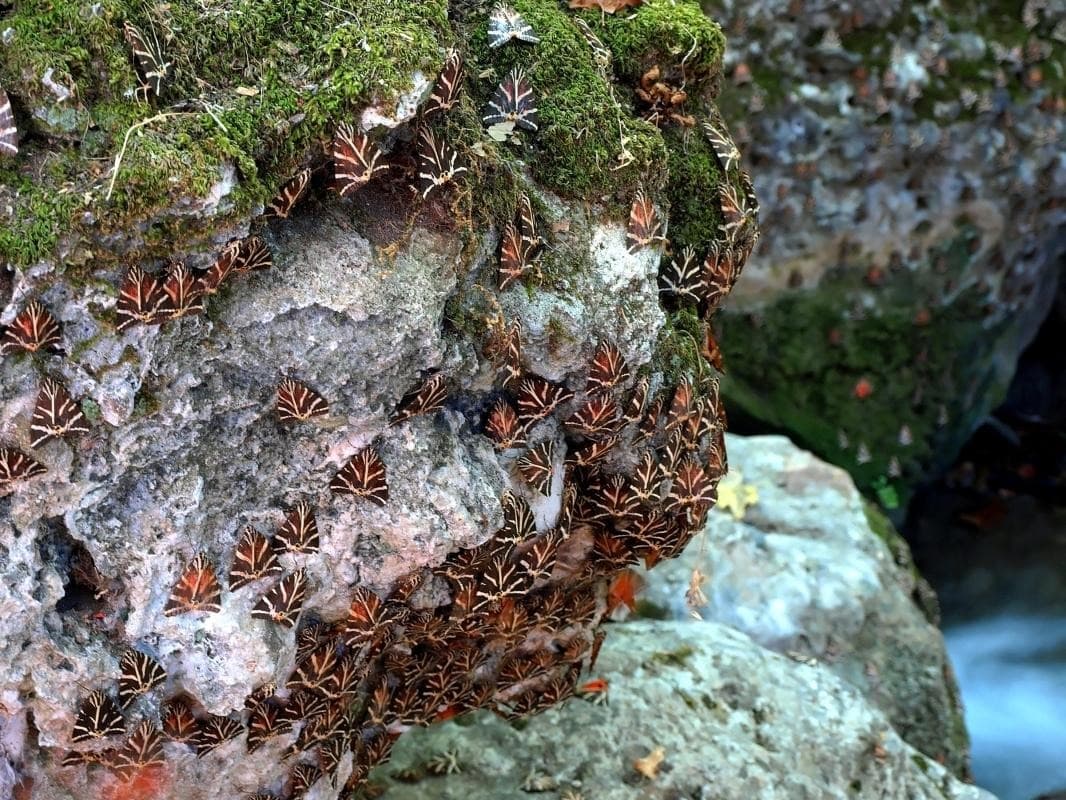 Under a Canopy of Wings