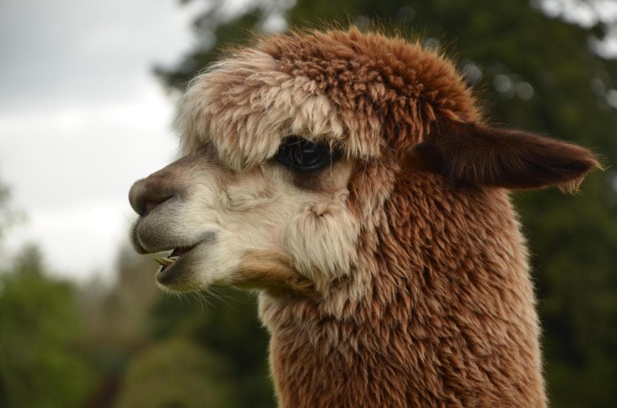 Sheep, Shows, and Surprising Silence
