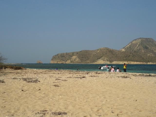 Between Reef and Mangrove