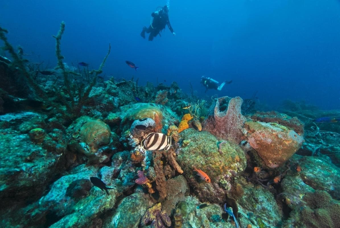 Below the Surface at Cades Reef