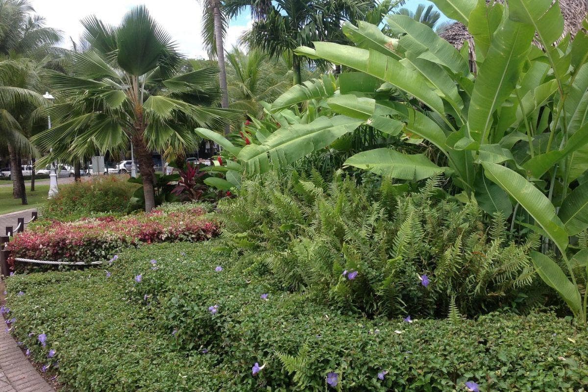 Under Tahiti's Bougainvillea