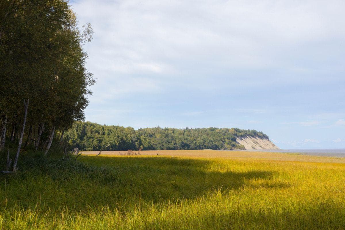 Along the Edge of Anchorage
